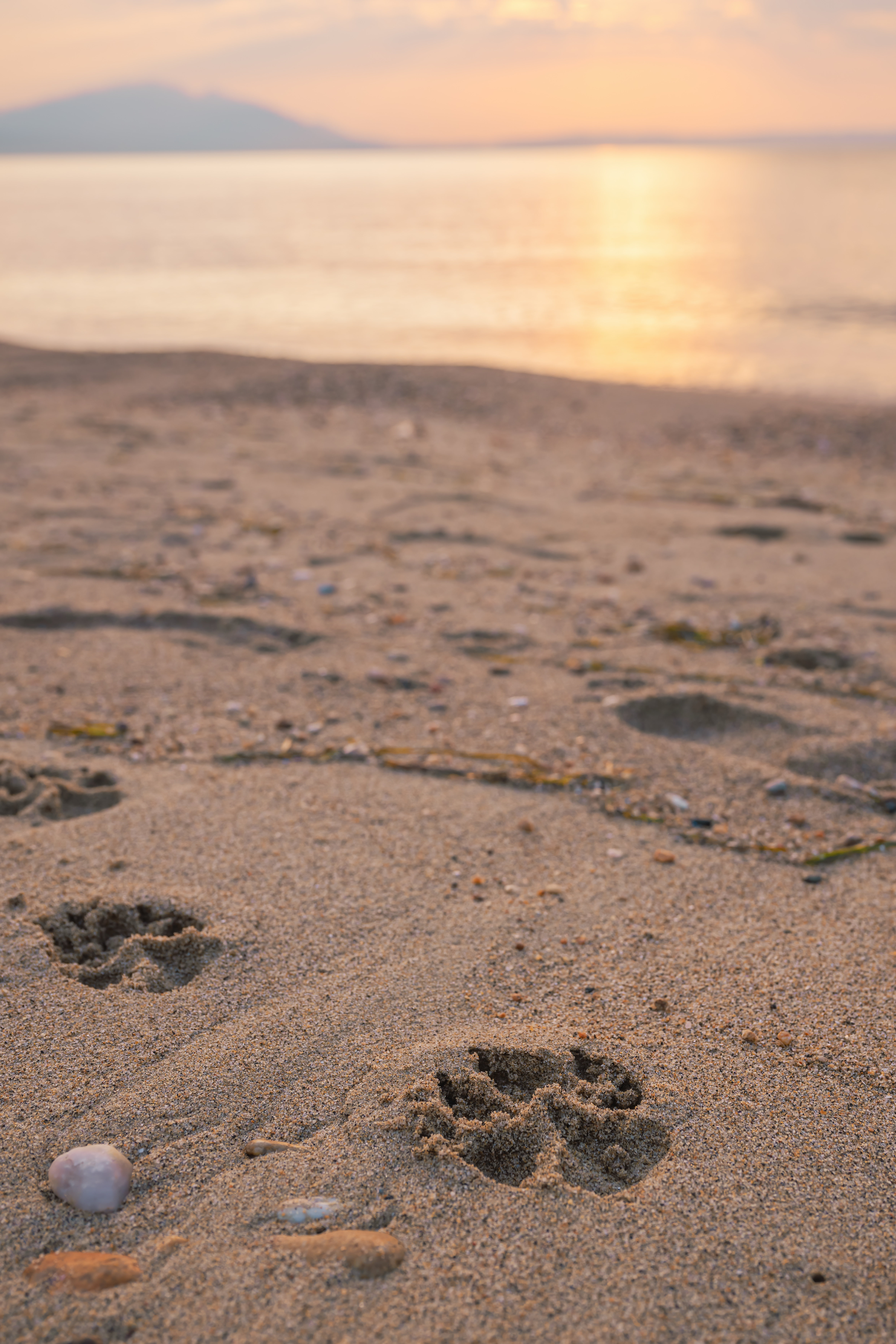 Poot afdrukken in het zand